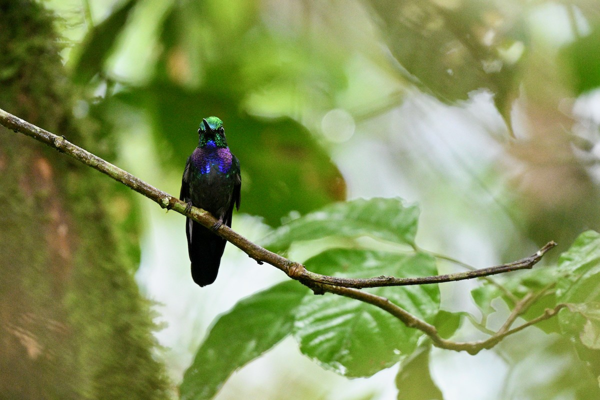 Napo Sabrewing - ML647626042