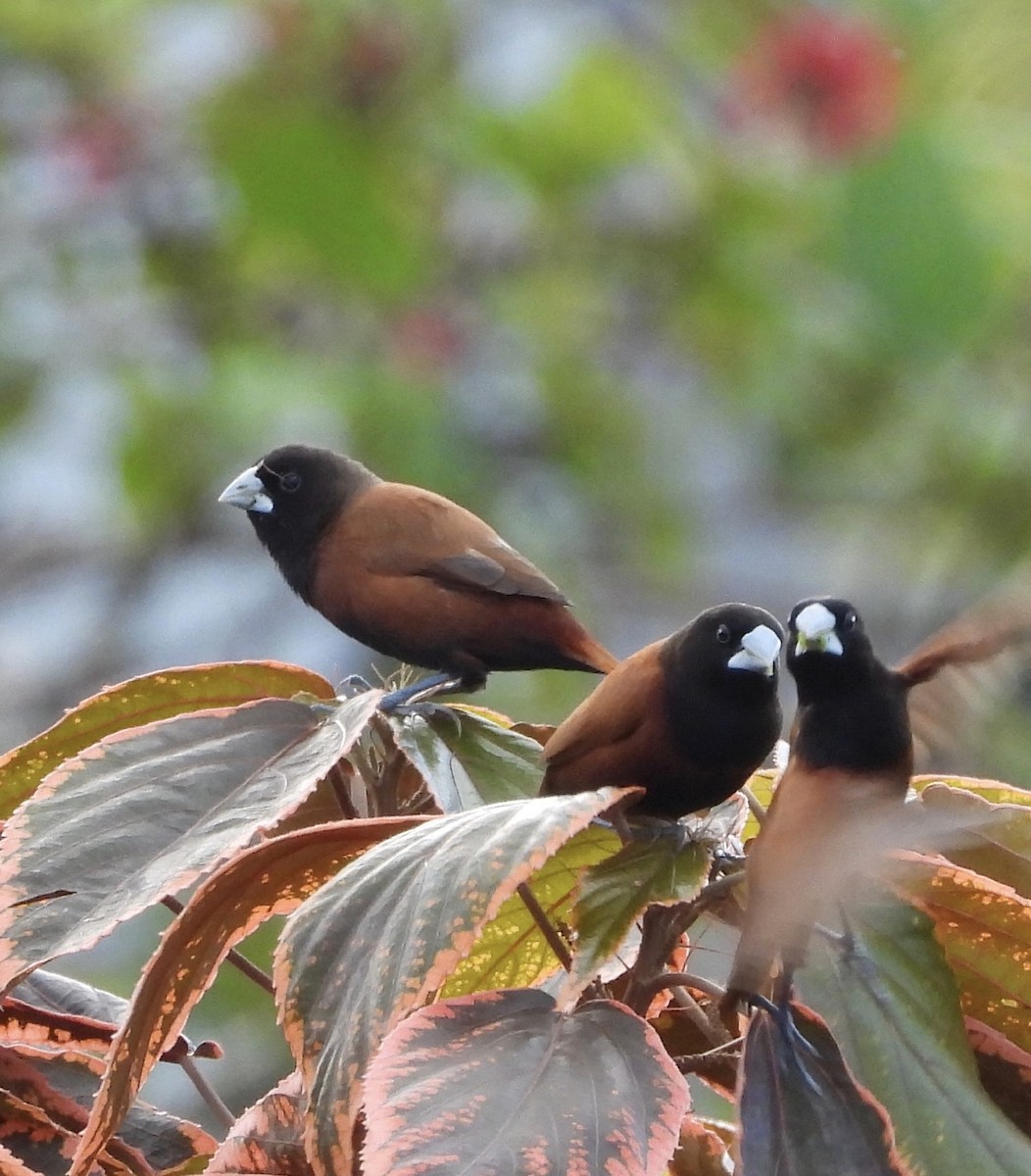 Kestane Rengi Munya - ML647626046