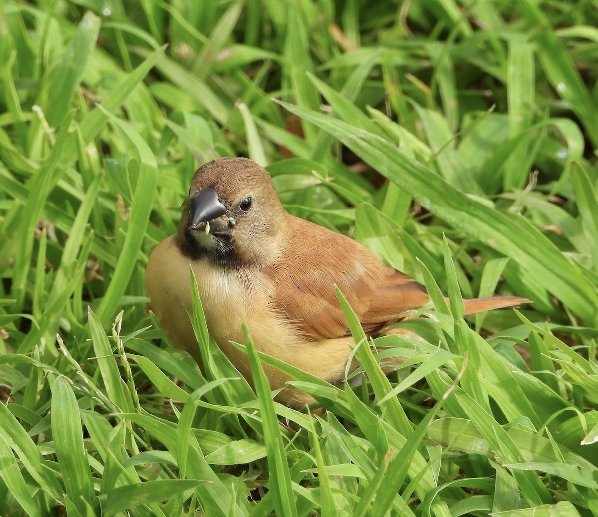 Kestane Rengi Munya - ML647626047