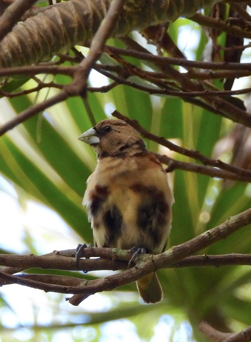 Kestane Rengi Munya - ML647626048