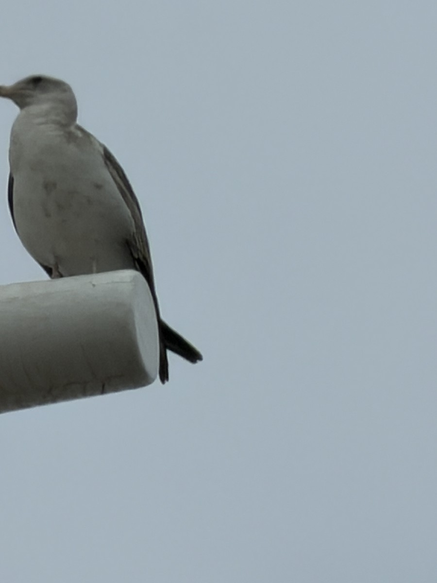 Gaviota de Delaware - ML647626054