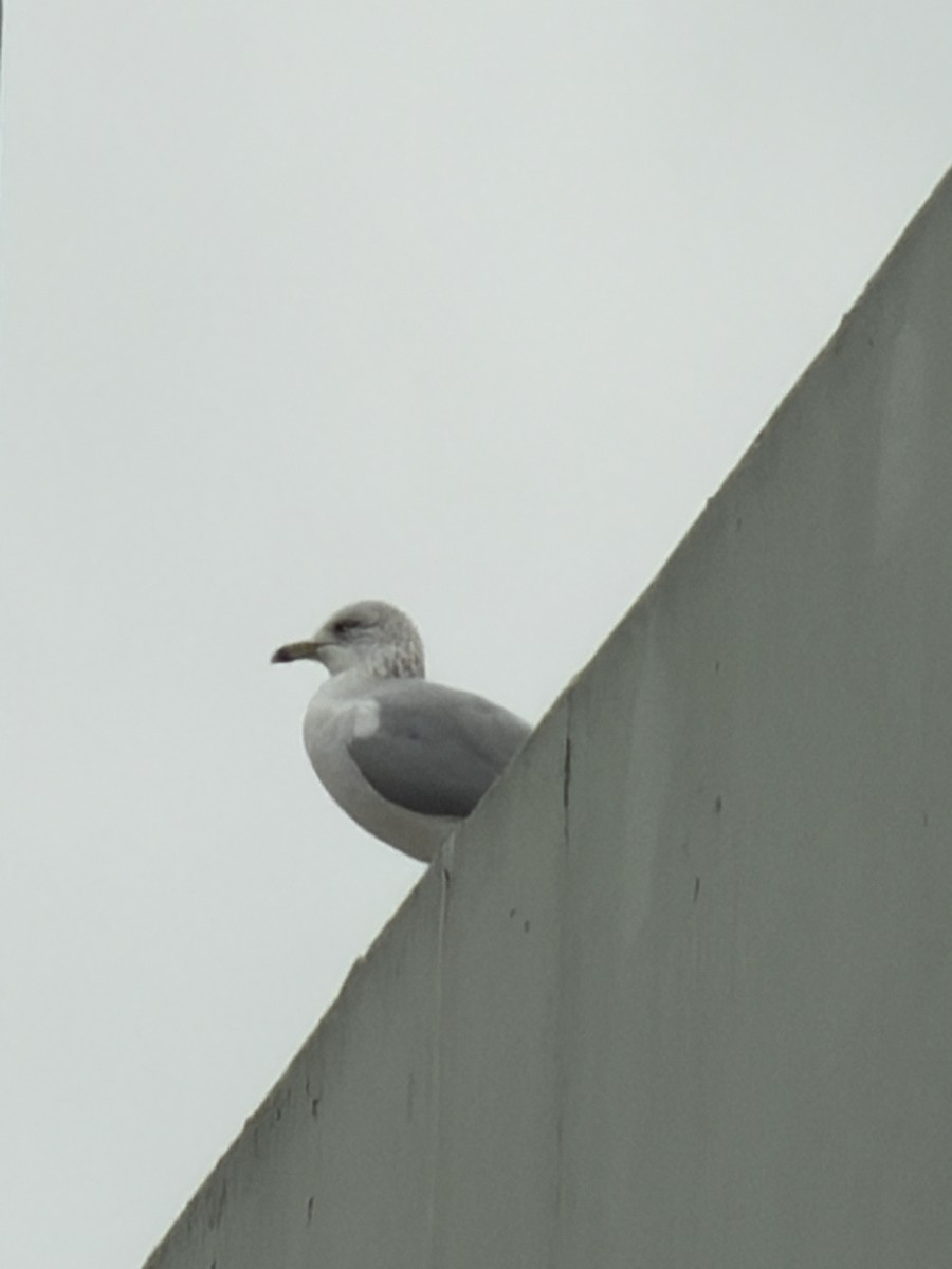 Gaviota de Delaware - ML647626056