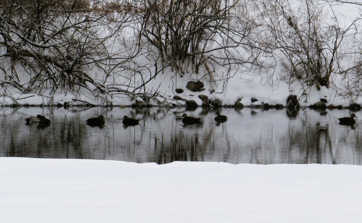 Ahate iluna - ML647626061