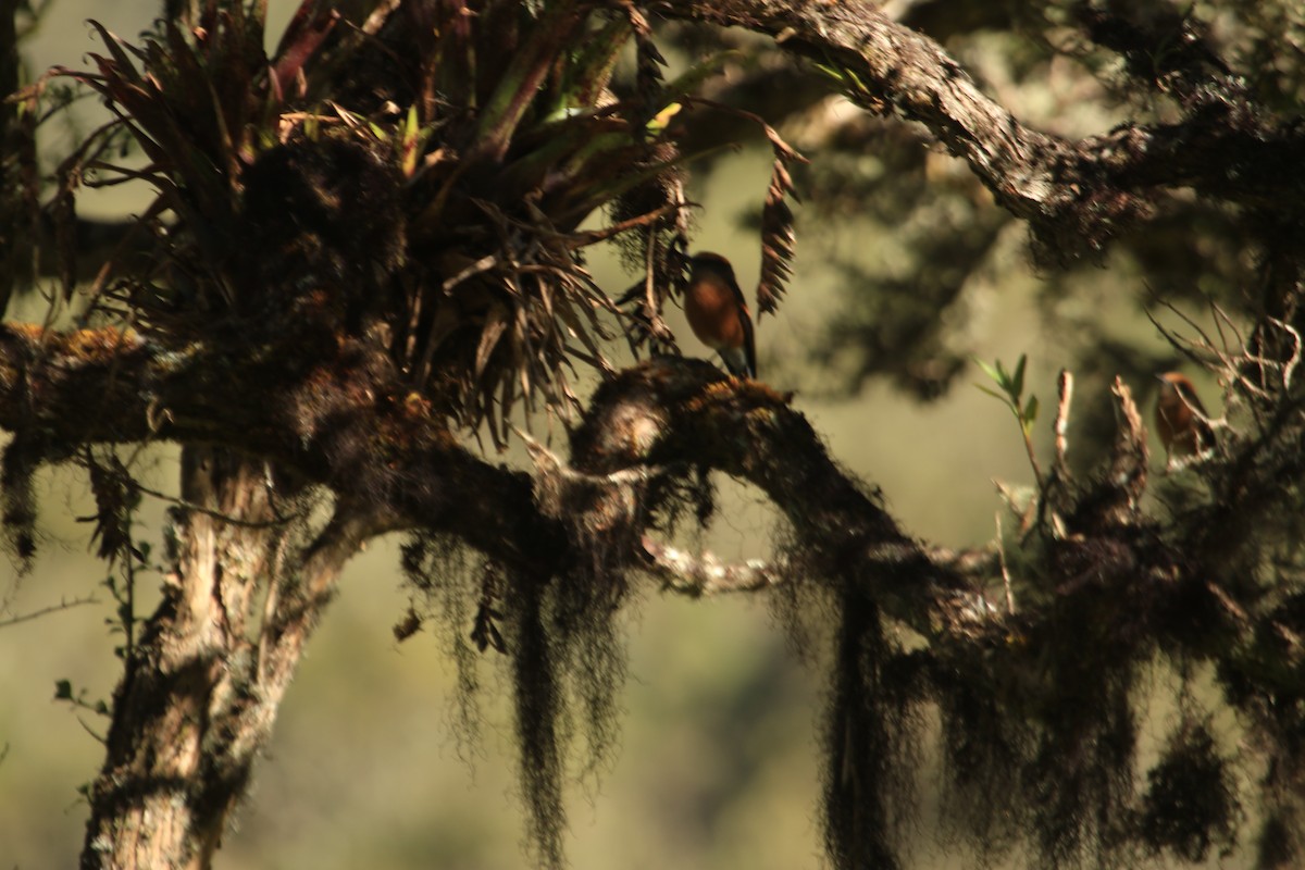 Kızıl Kaşlı Bülbül Tiranı - ML647626062