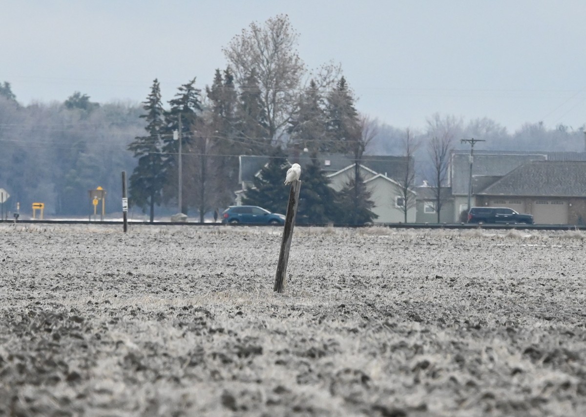 Snowy Owl - ML647626069