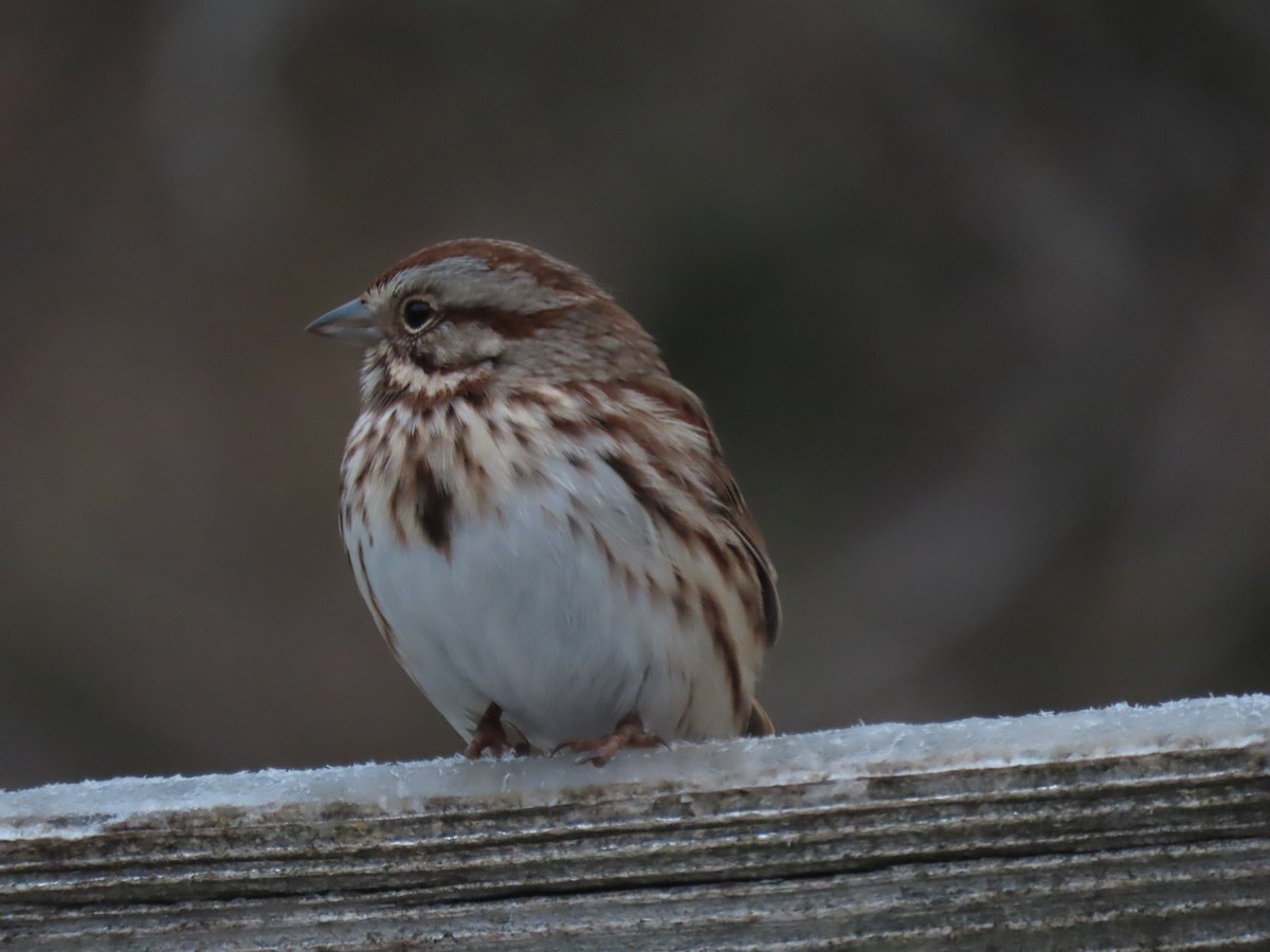 Пасовка співоча - ML647626080