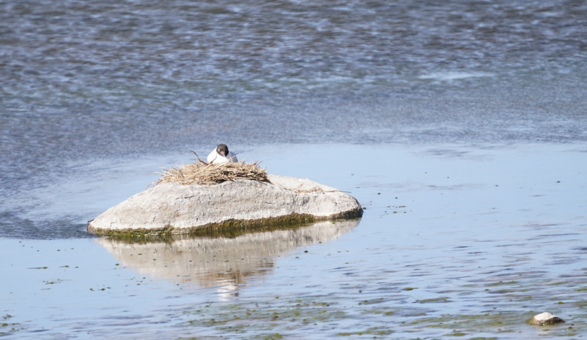 Andean Gull - ML647626126