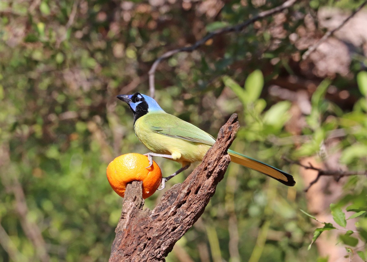 Green Jay - ML647626128