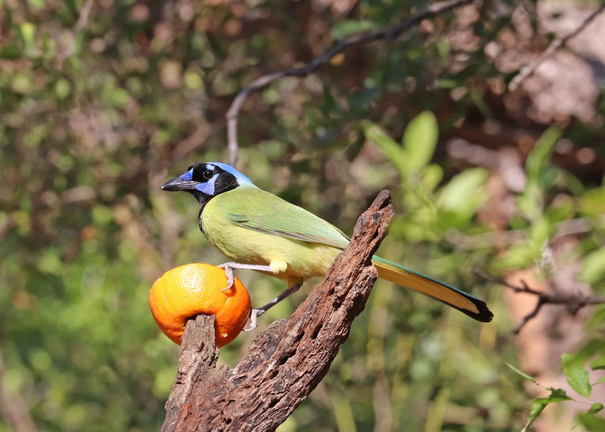 Green Jay - ML647626129