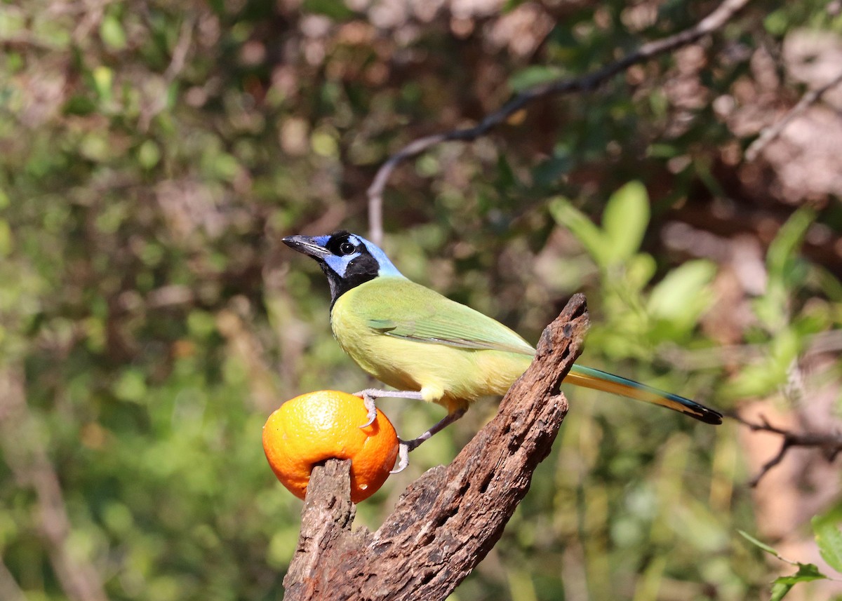 Green Jay - ML647626131