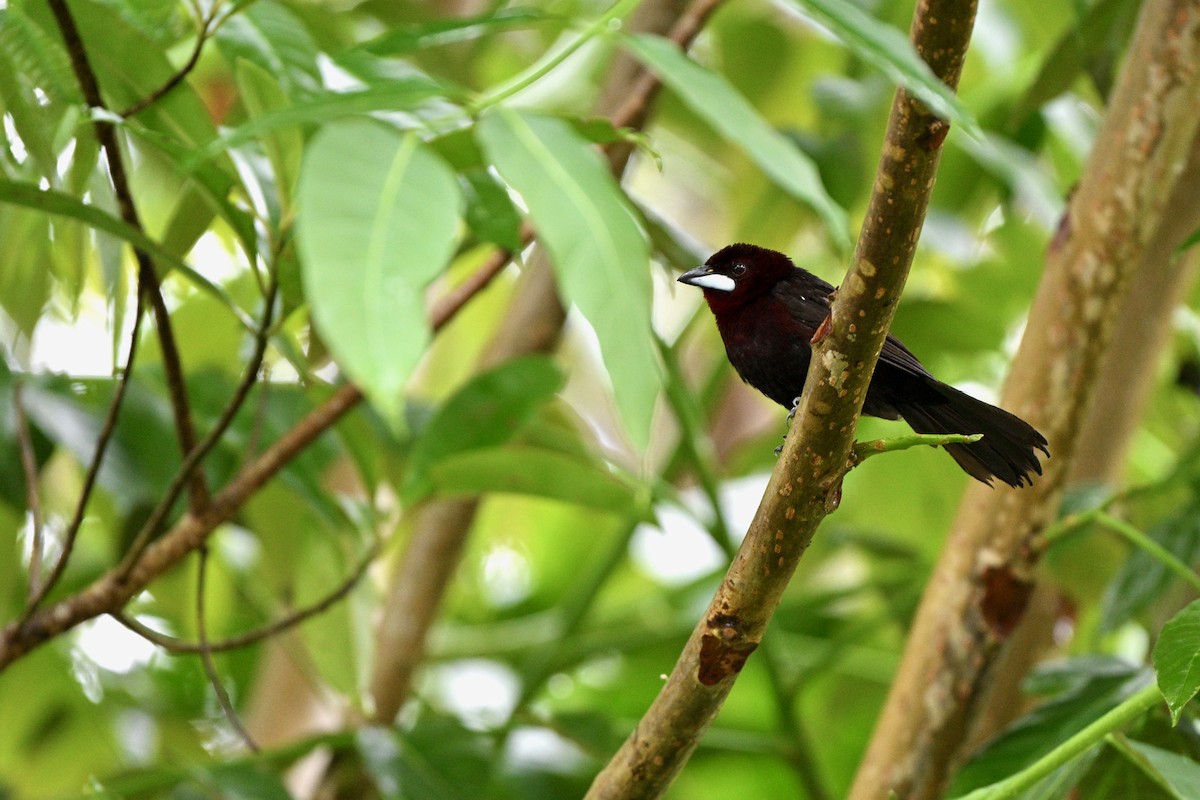 Silver-beaked Tanager - ML647626170