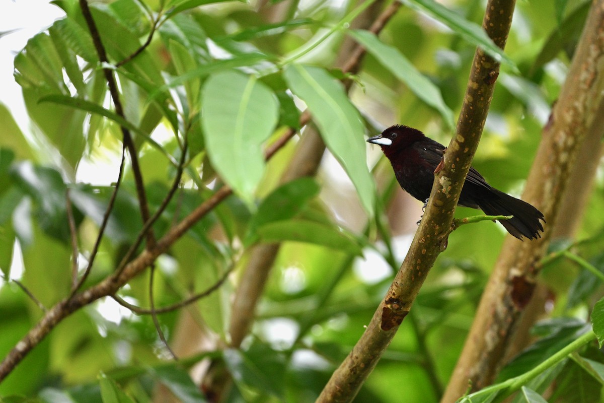 Silver-beaked Tanager - ML647626171
