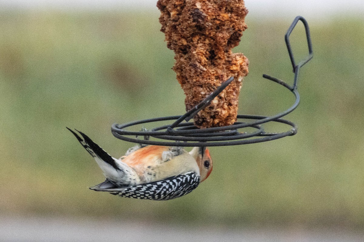 Carolinaspecht - ML647626188