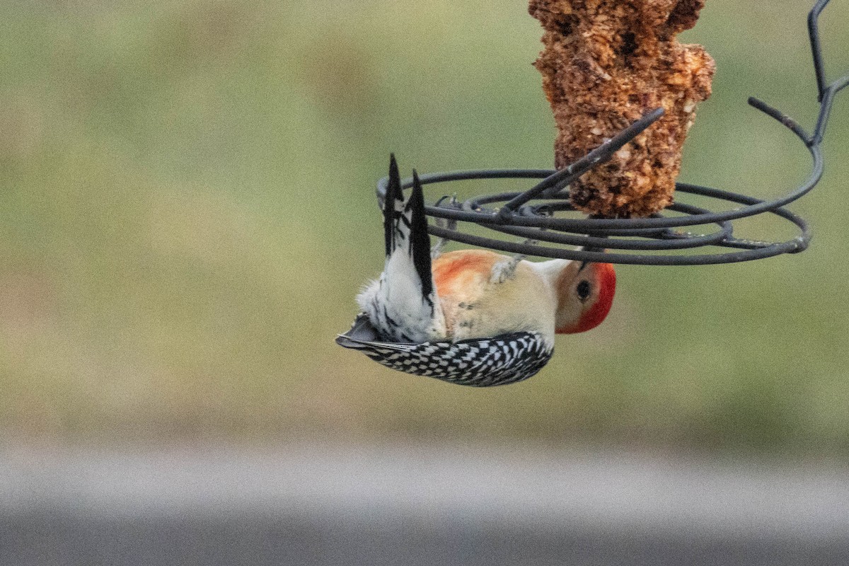 Carolinaspecht - ML647626189