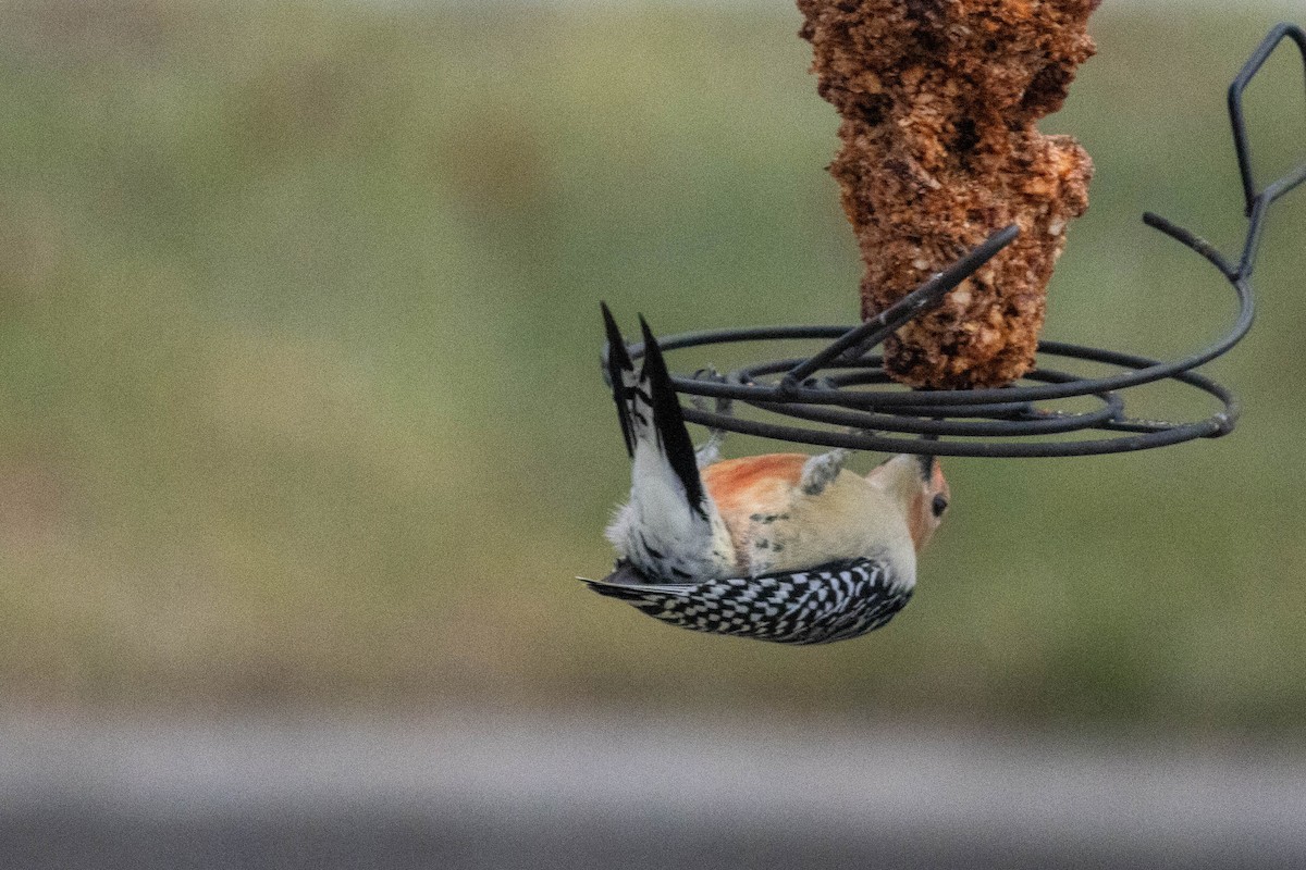 Carolinaspecht - ML647626190