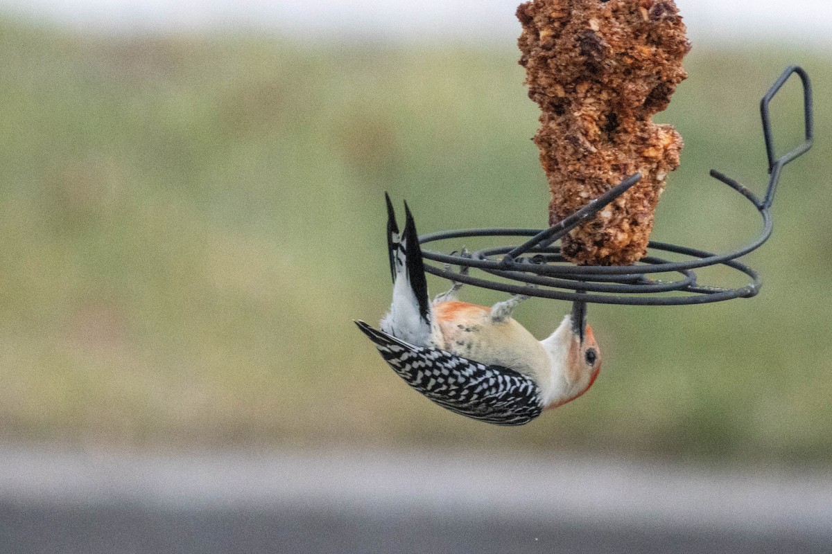 Carolinaspecht - ML647626191