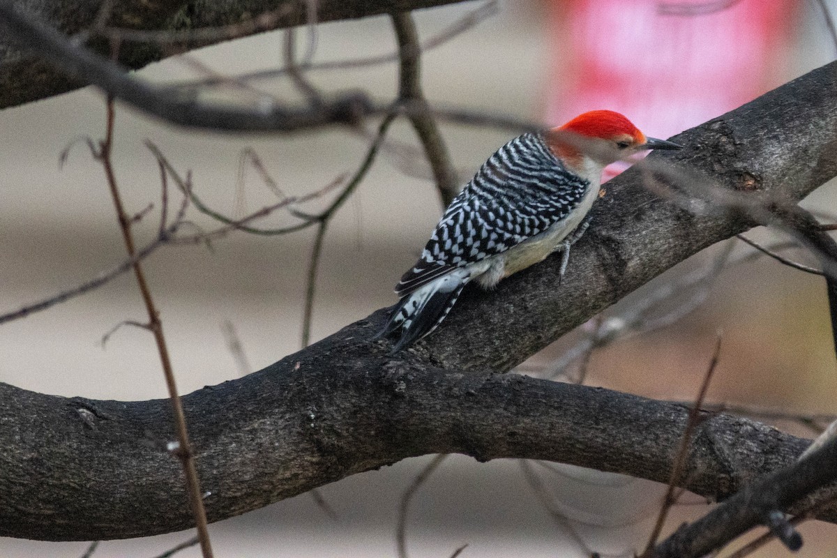 Carolinaspecht - ML647626192