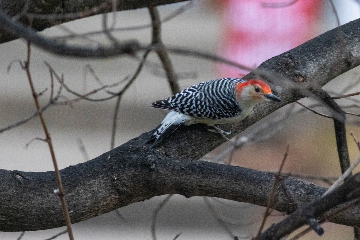 Carolinaspecht - ML647626193