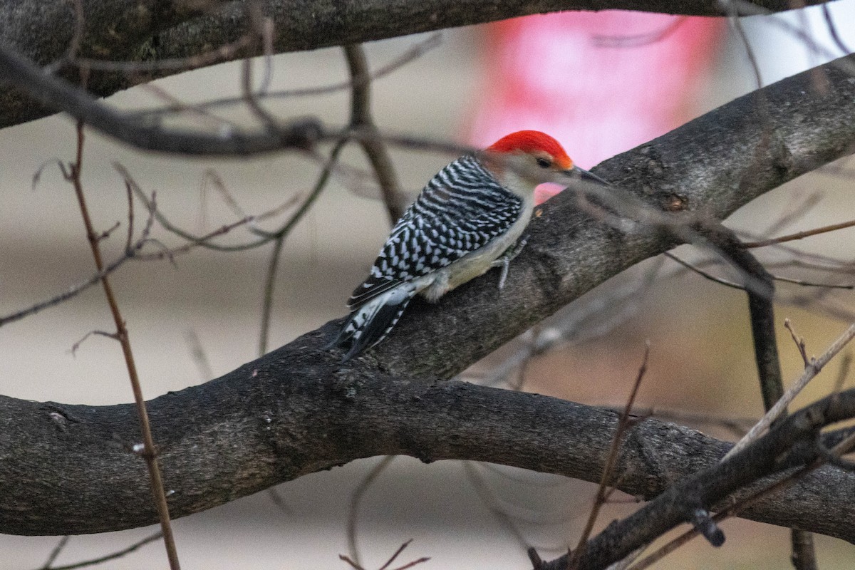 Carolinaspecht - ML647626194