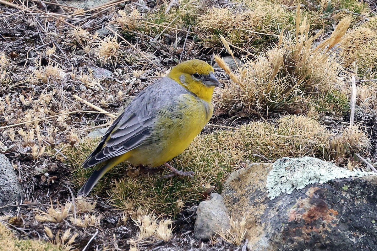 キゴシキンノジコ - ML647626231