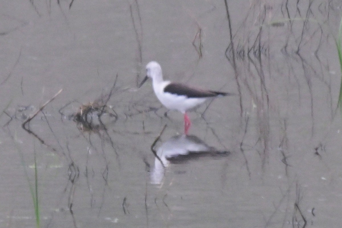 高蹺鴴 - ML647626289