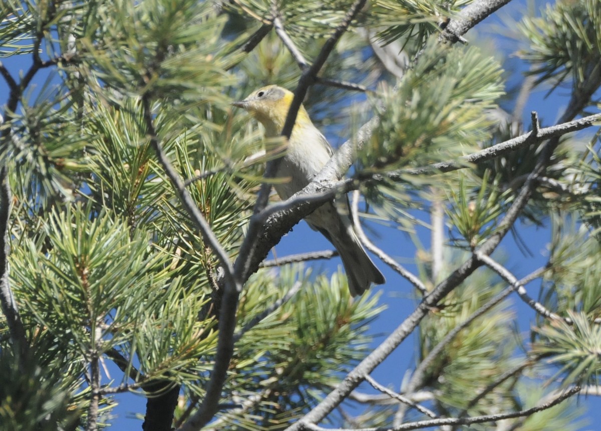 Olive Warbler - ML647626290
