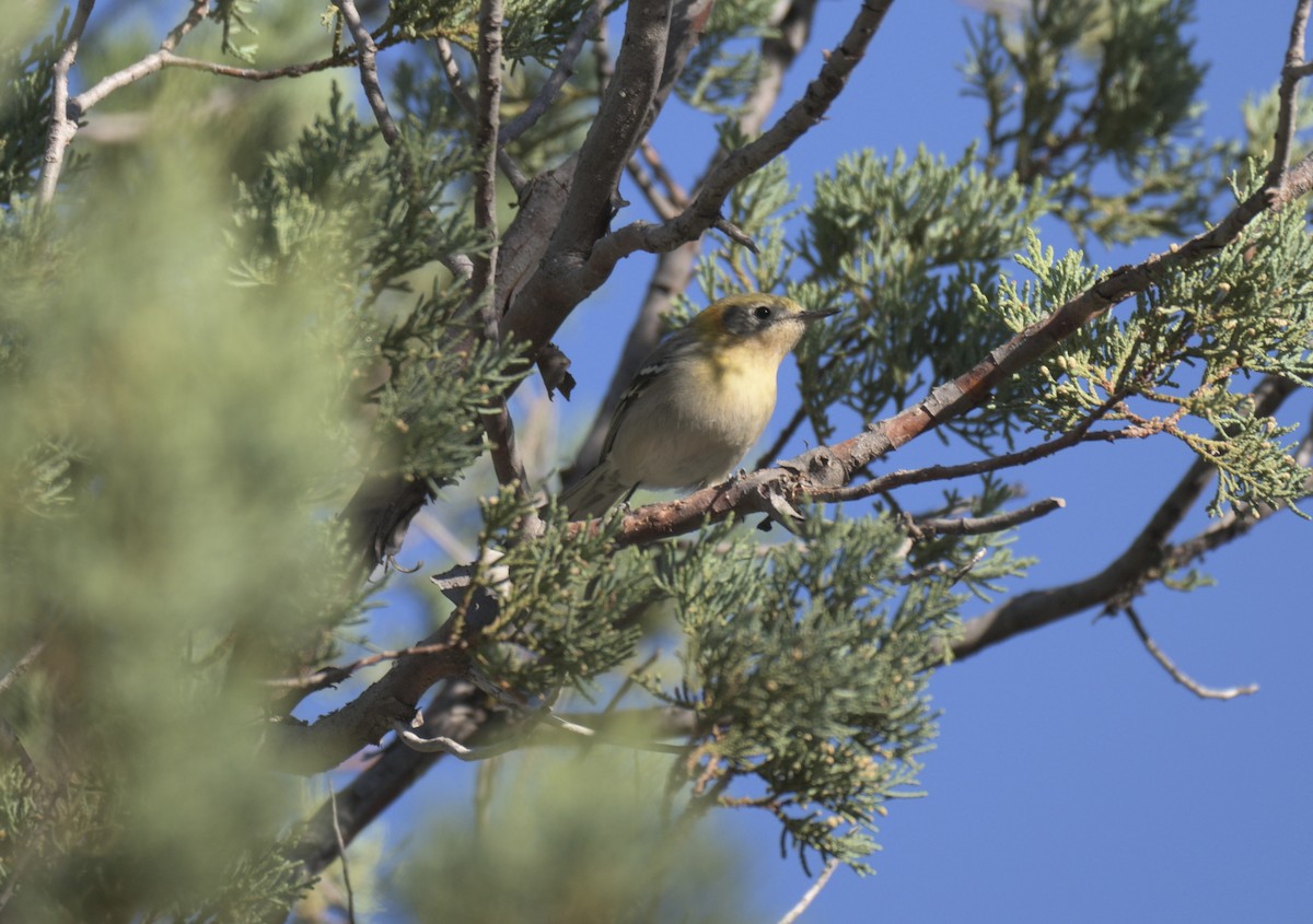 Olive Warbler - ML647626304