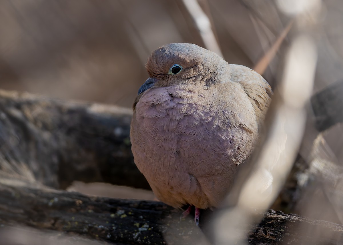 Зенаїда північна - ML647626320