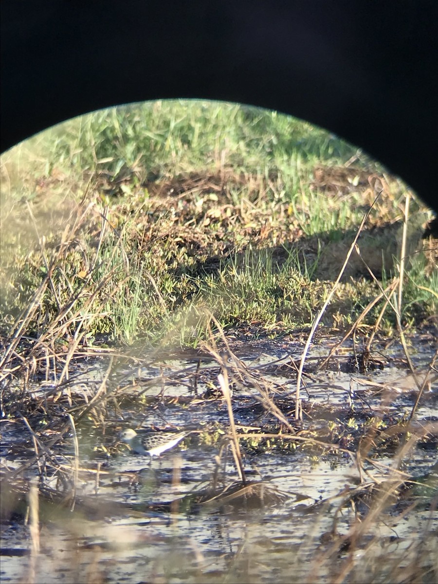 Little Stint - ML647626322