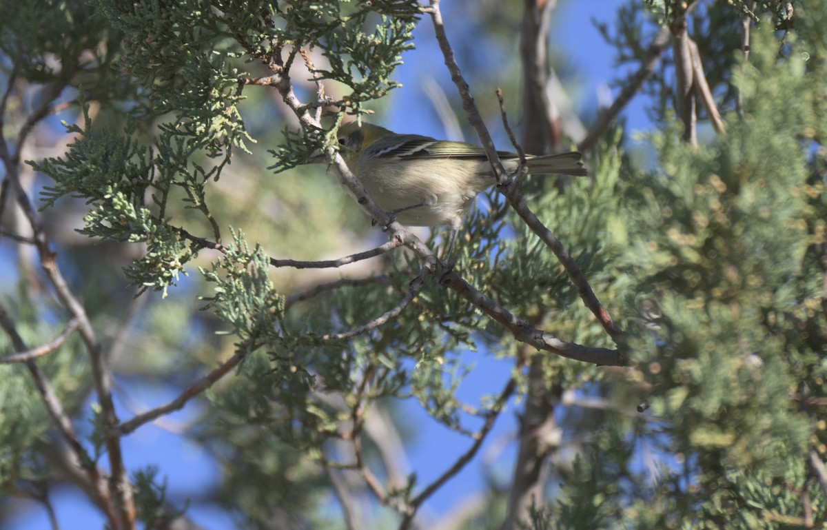 Olive Warbler - ML647626328