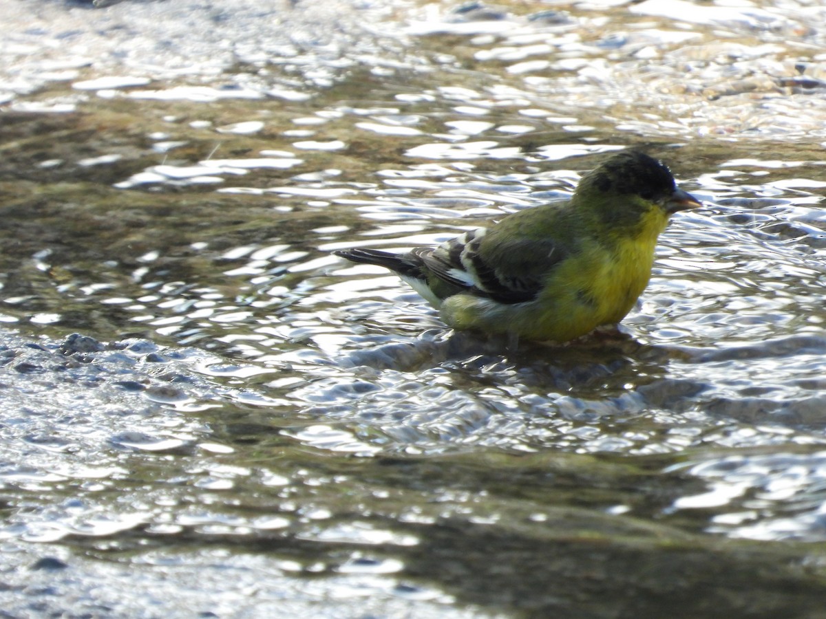 Lesser Goldfinch - ML647626338