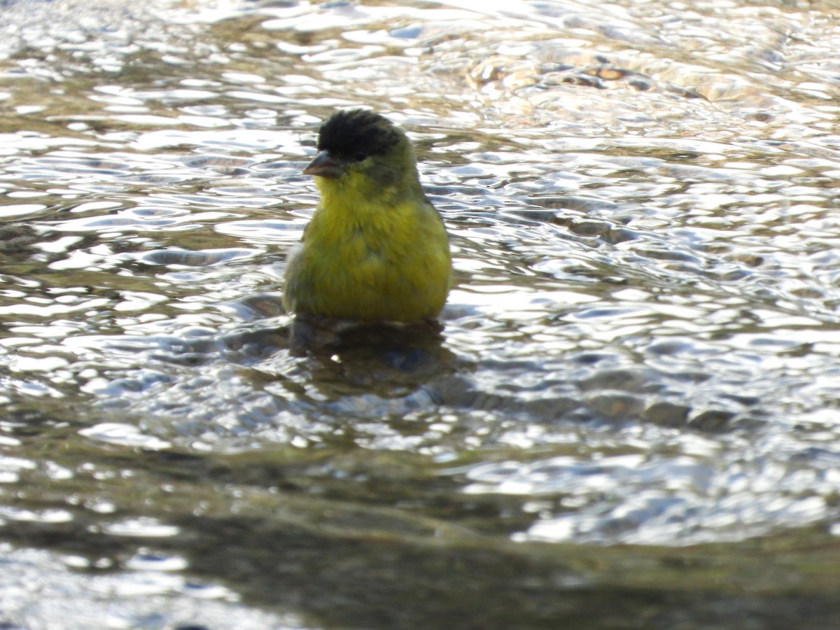 Lesser Goldfinch - ML647626339