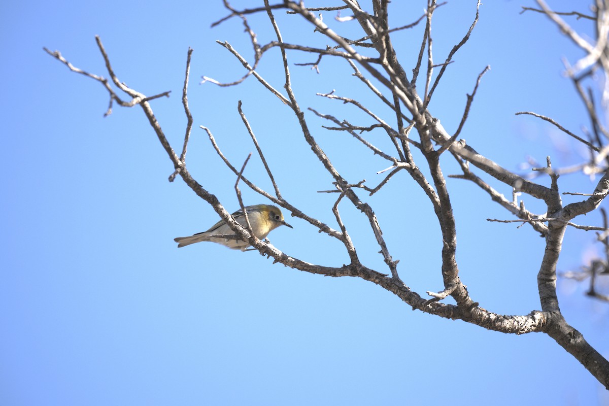 Olive Warbler - ML647626346