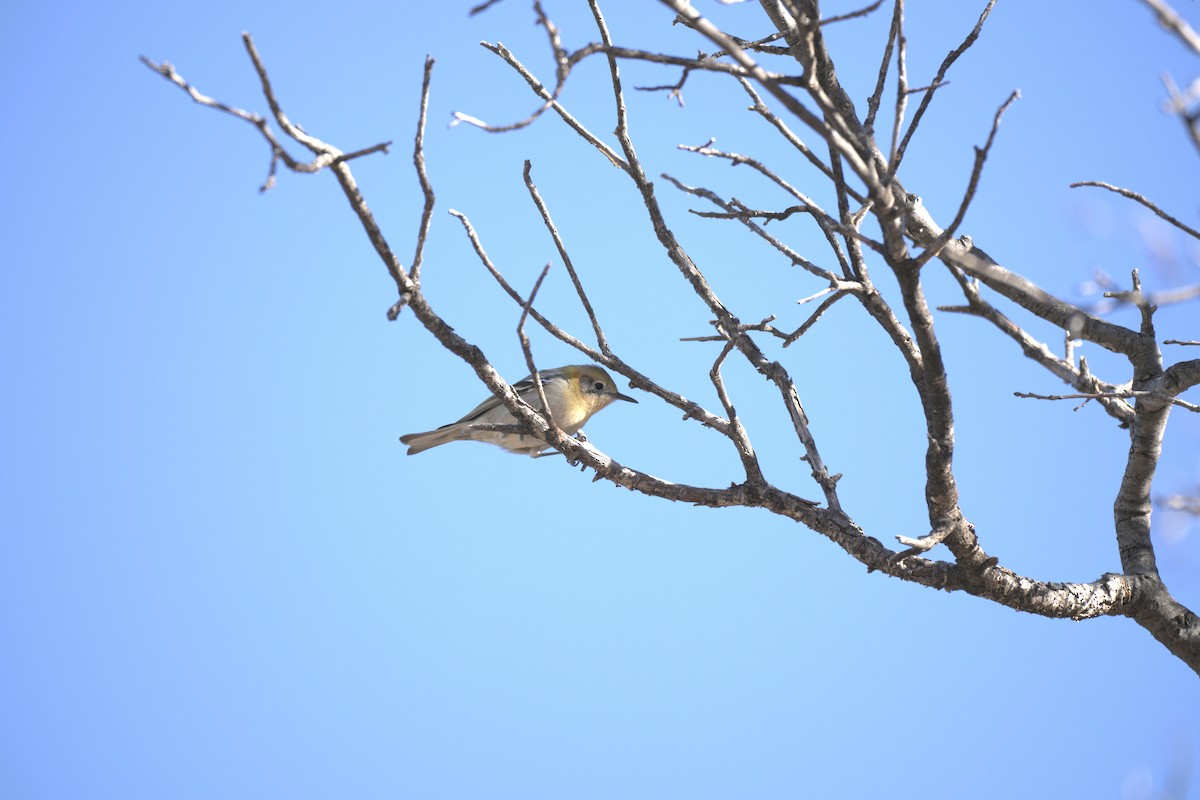 Olive Warbler - ML647626358