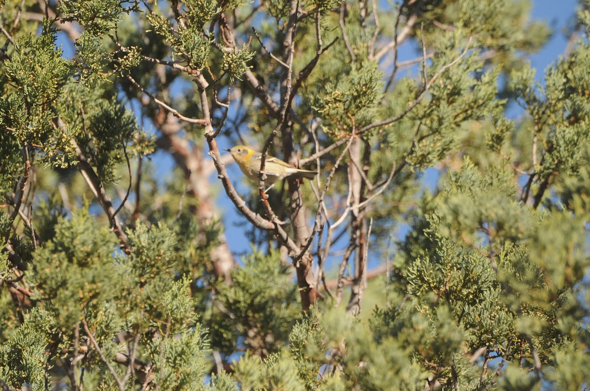 Olive Warbler - ML647626367