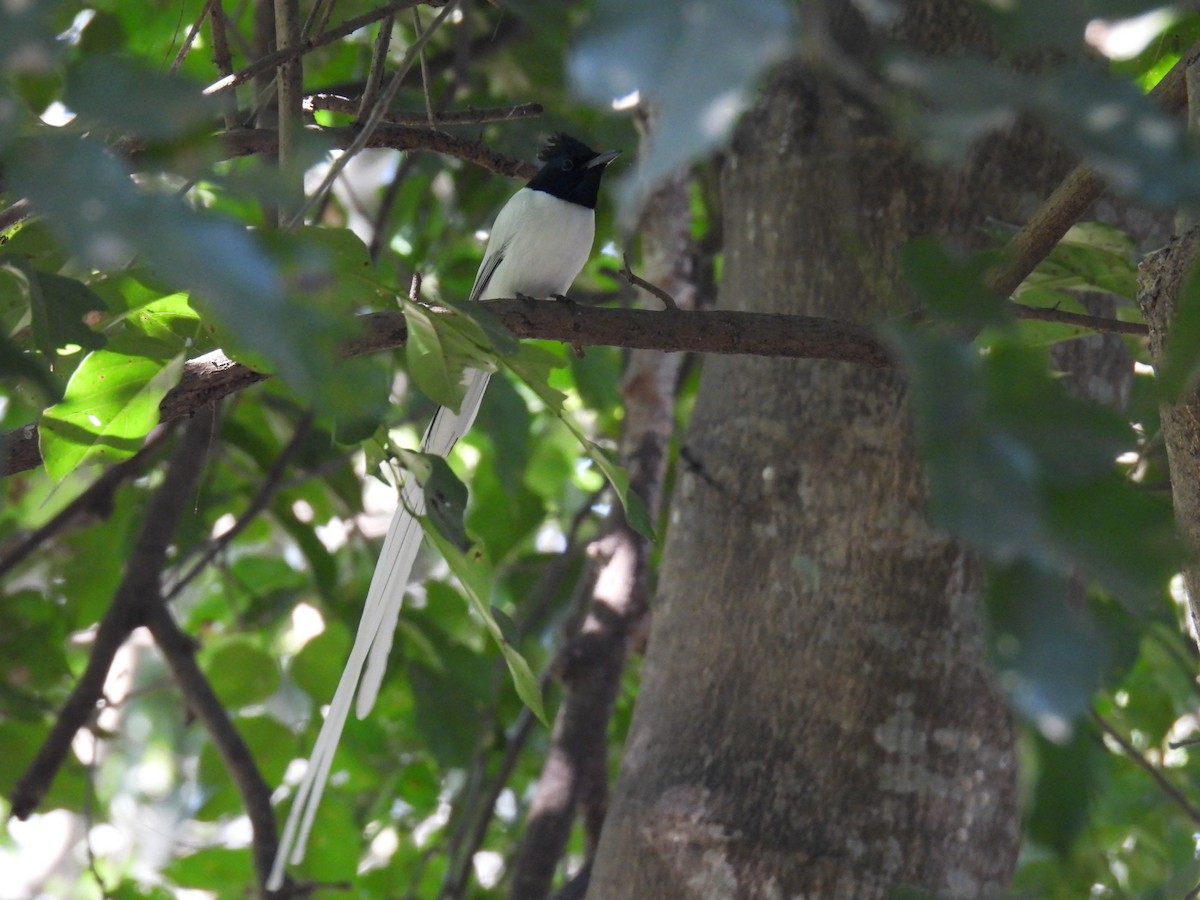 Indian Paradise-Flycatcher - ML647626368