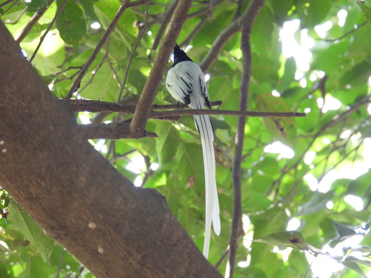 Indian Paradise-Flycatcher - ML647626369