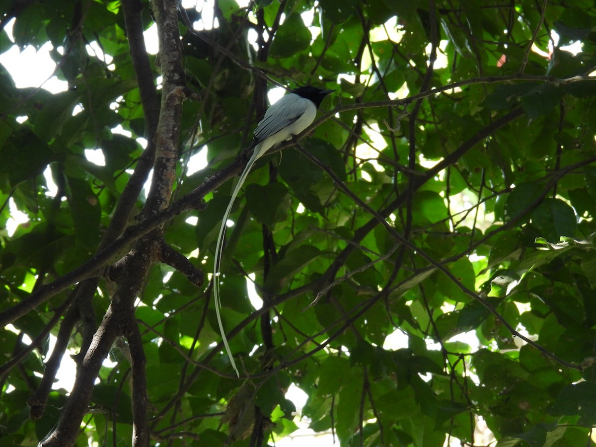 Indian Paradise-Flycatcher - ML647626370