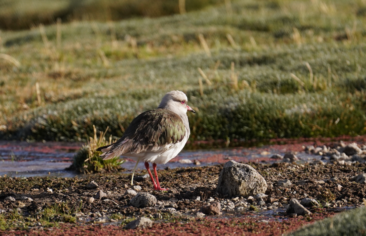 Andean Lapwing - ML647626376