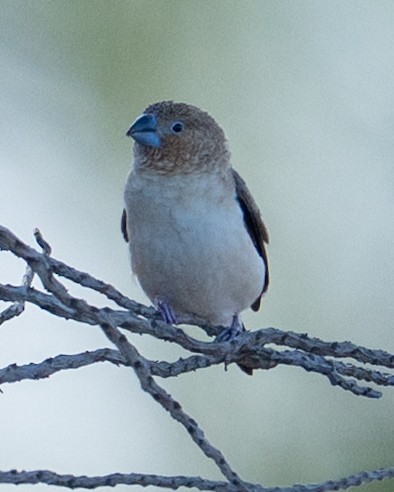 アフリカギンバシ - ML647626377