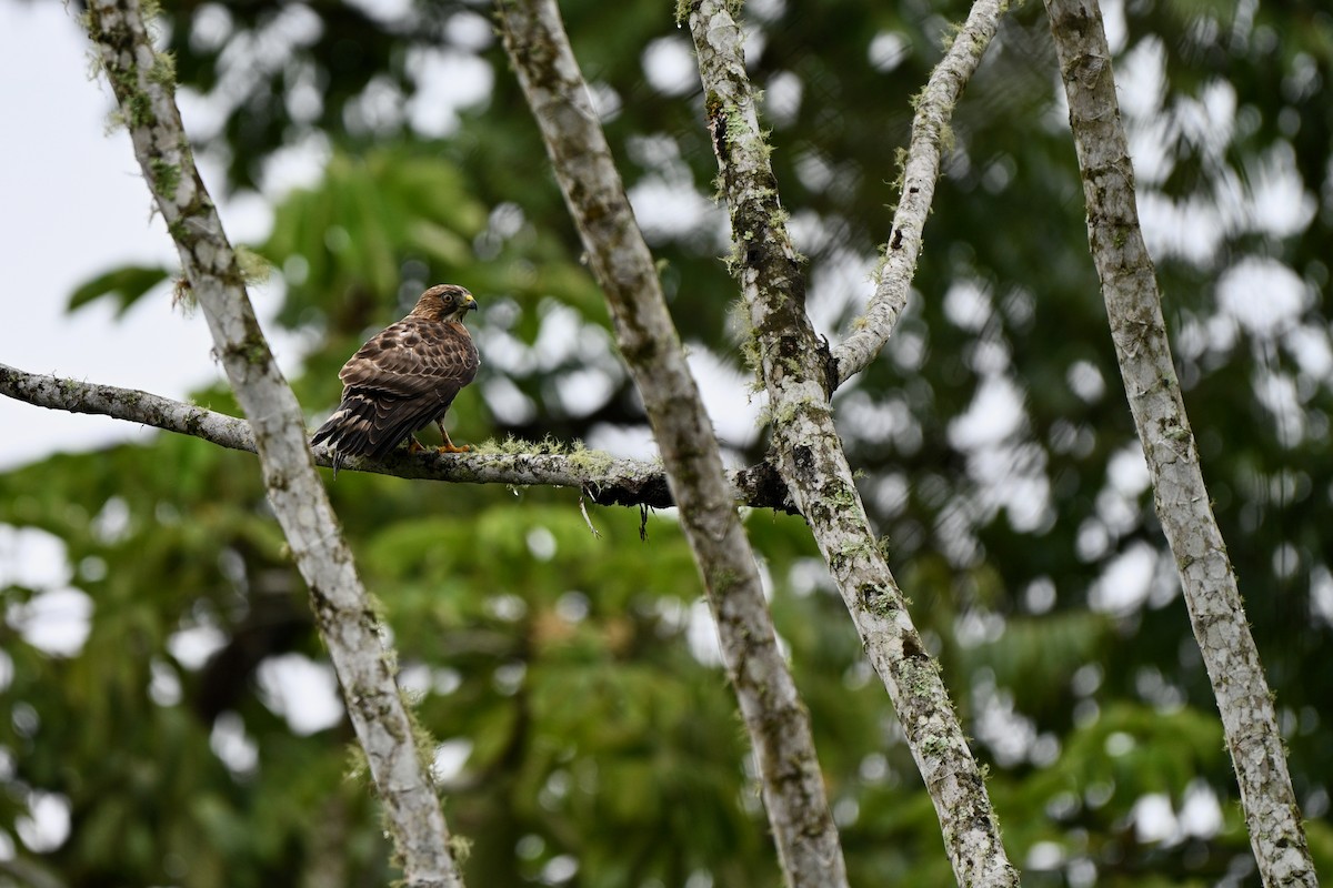 Breitflügelbussard - ML647626388