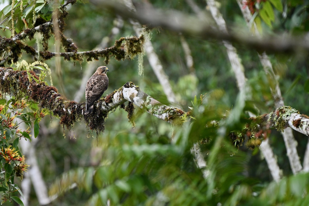 Breitflügelbussard - ML647626389