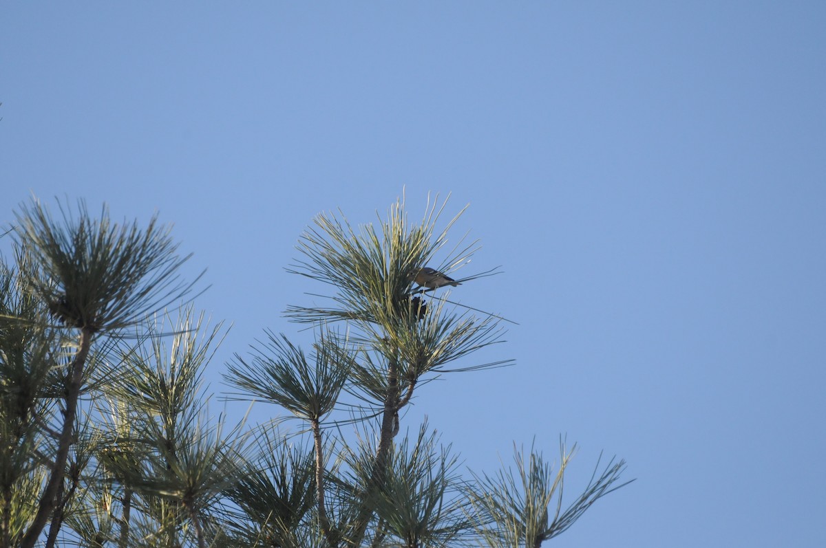 Olive Warbler - ML647626399