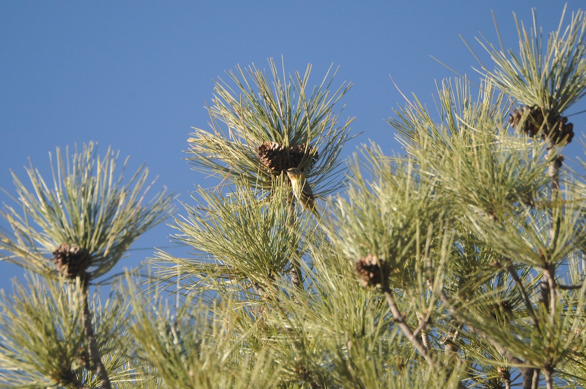 Olive Warbler - ML647626406