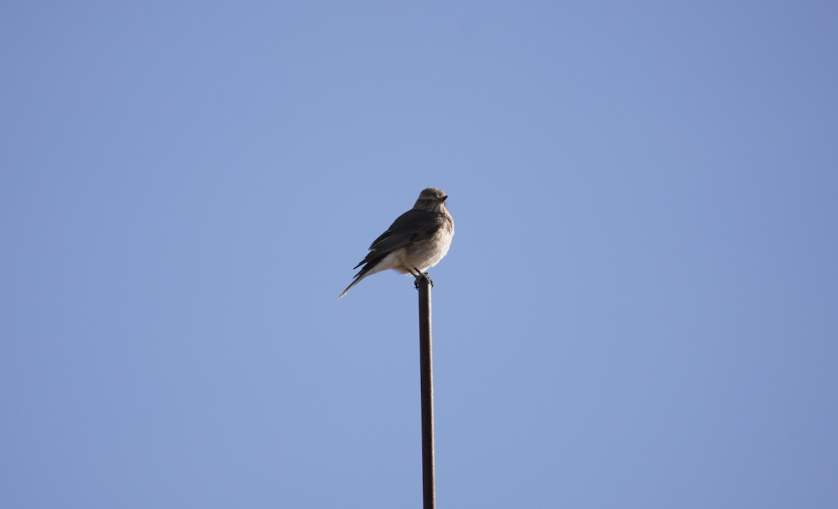 Black-billed Shrike-Tyrant - ML647626414