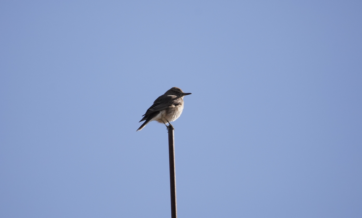 Black-billed Shrike-Tyrant - ML647626415