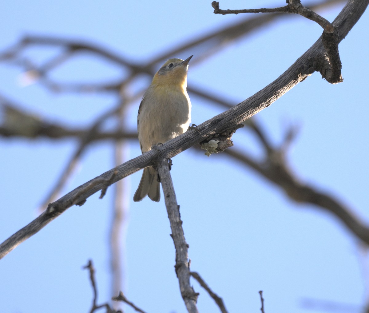 Olive Warbler - ML647626420