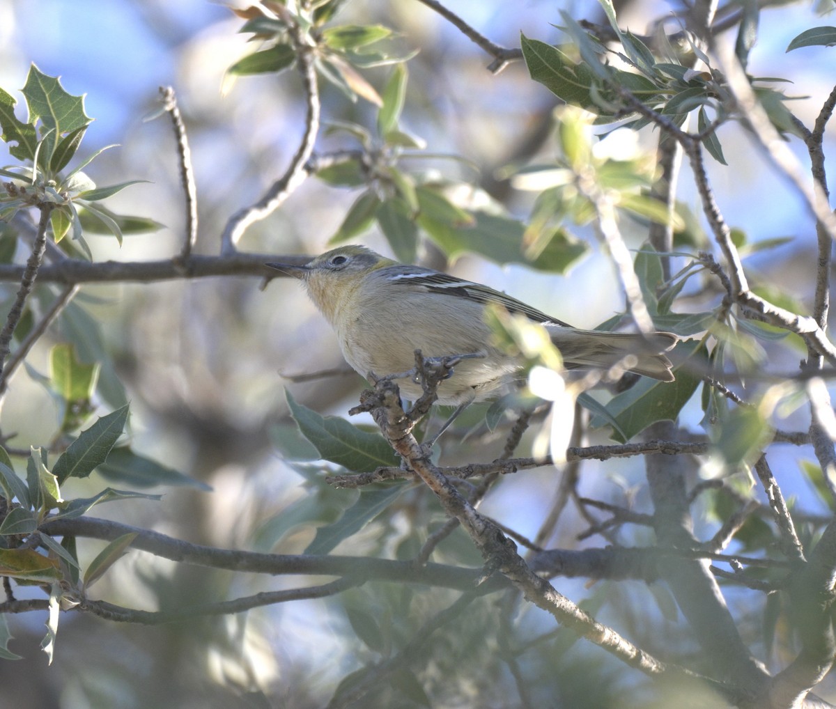 Olive Warbler - ML647626424