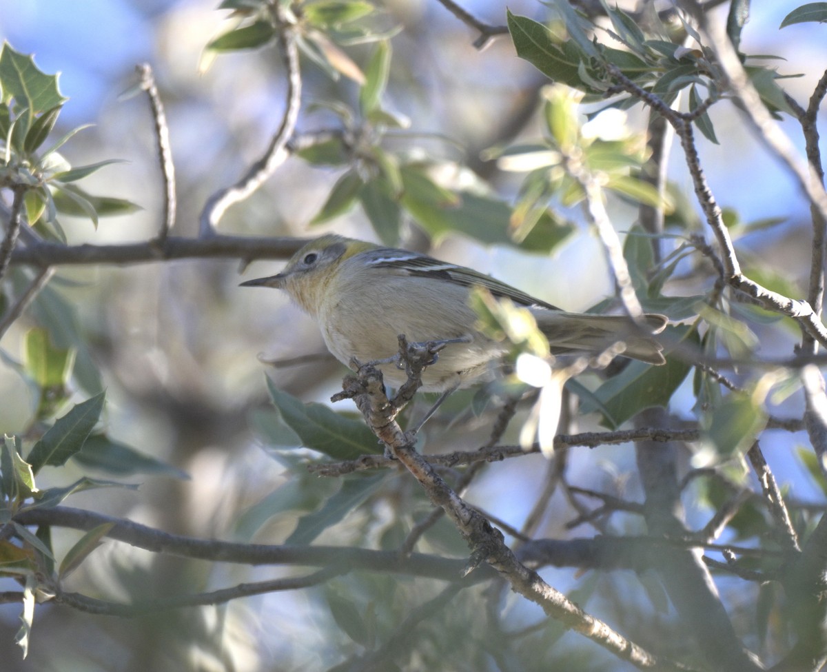 Olive Warbler - ML647626426