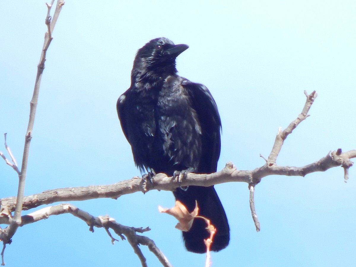 עורב שחור - ML647626442
